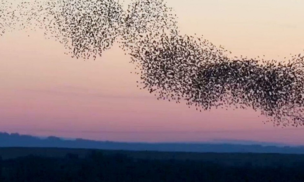 Απίθανο θέαμα! 30.000 ψαρόνια έκαναν τη μέρα... νύχτα (video)