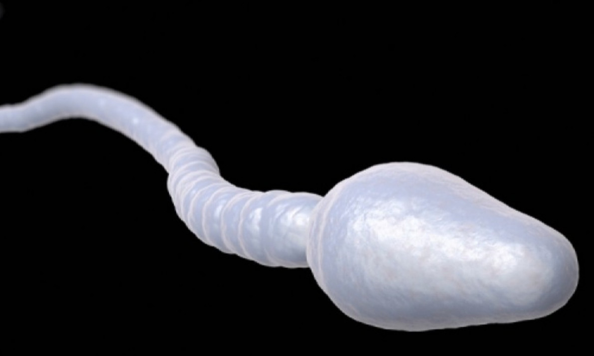 Η ουσία που ενισχύει την ανδρική γονιμότητα – Πού θα τη βρείτε