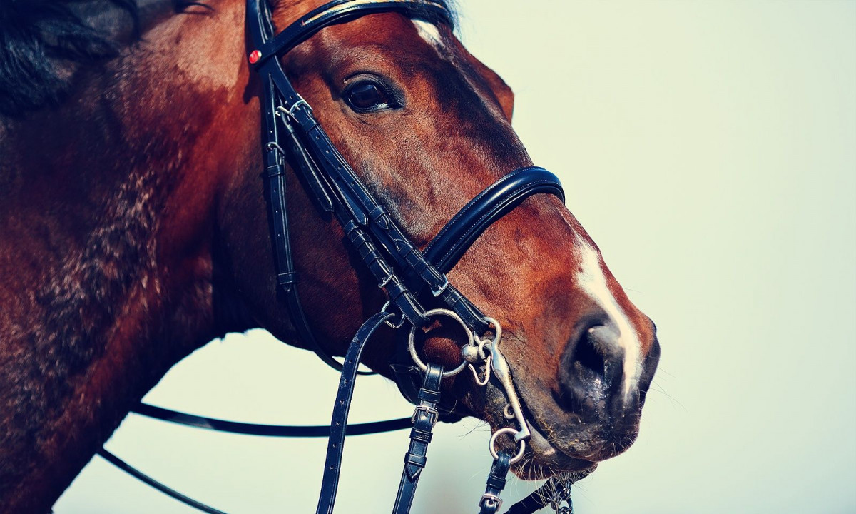 Ονειροκρίτης: Είδες στο όνειρό σου άλογο; Δες τι σημαίνει και ποιο μήνυμα κρύβει