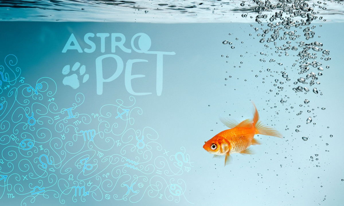 AstroPet από 14/10 έως 20/10: Εβδομαδιαίες προβλέψεις για το κατοικίδιό σου