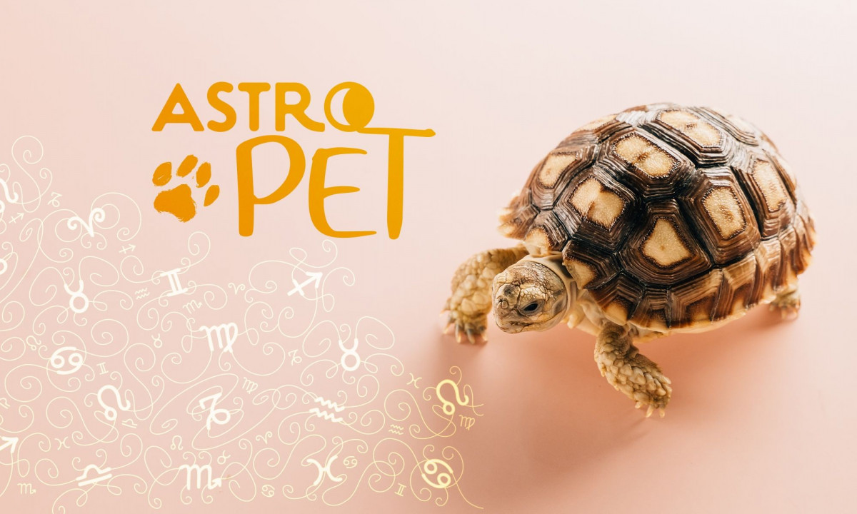 AstroPet από 21/10 έως 27/10: Εβδομαδιαίες προβλέψεις για το κατοικίδιό σου