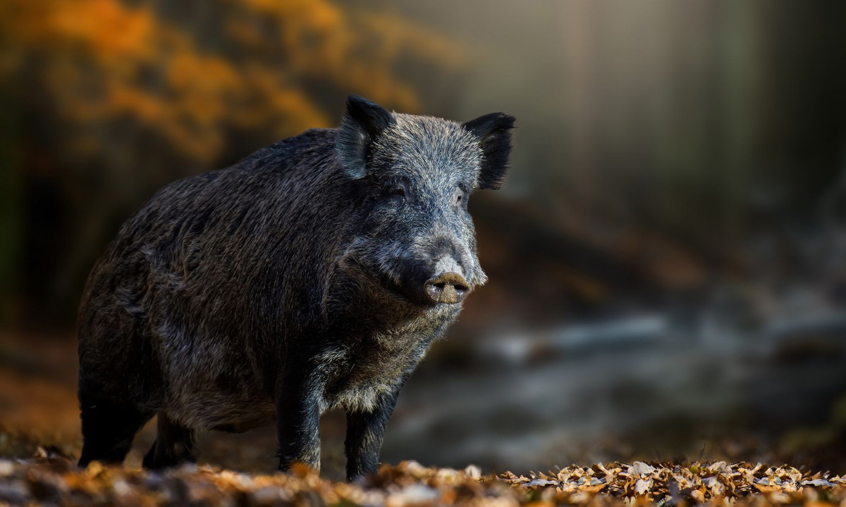 Διάβασε την προσωπική σου πρόβλεψη, για σήμερα 20/11/2025