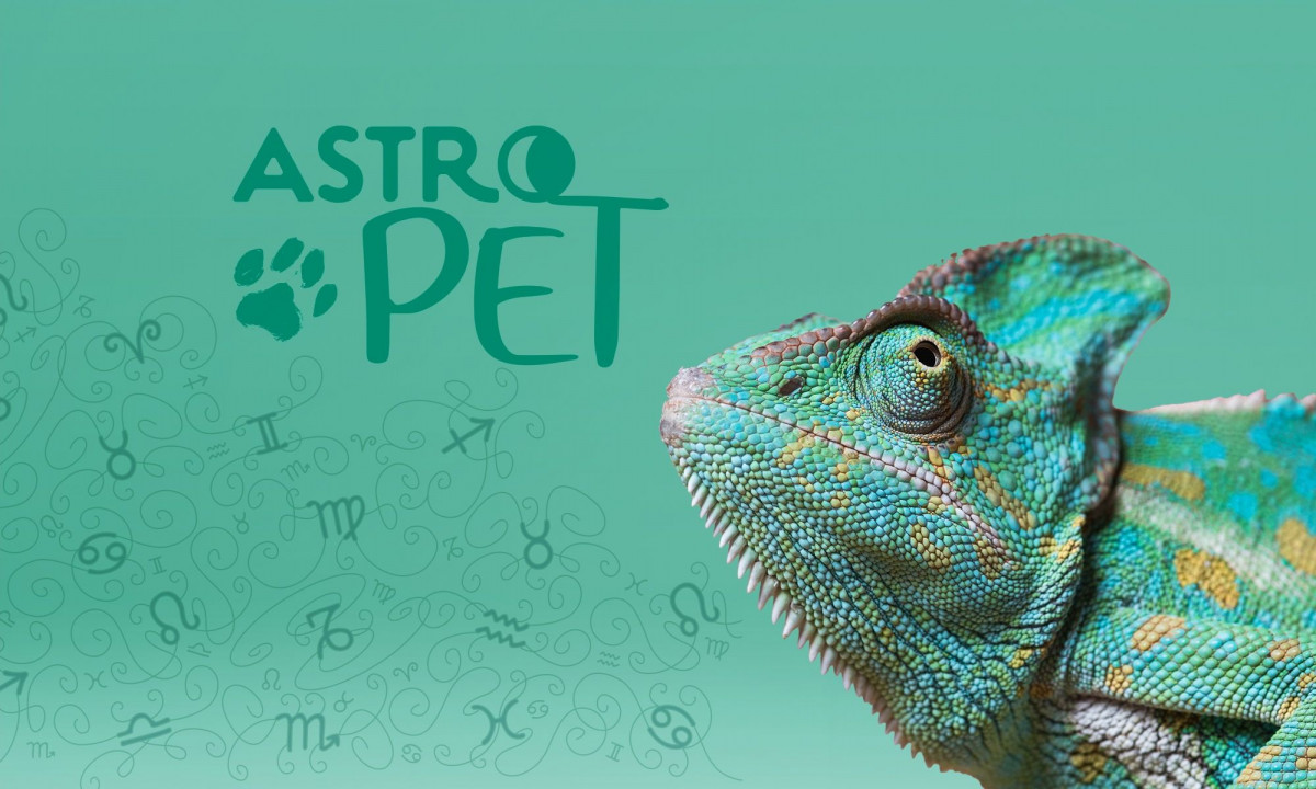 AstroPet από 11/11 έως 17/11: Εβδομαδιαίες προβλέψεις για το κατοικίδιό σου