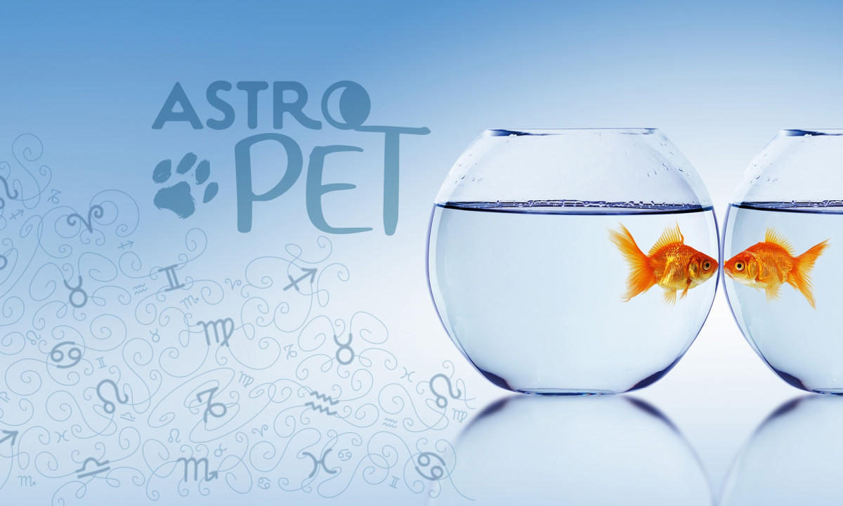 AstroPet από 02/12 έως 08/12: Εβδομαδιαίες προβλέψεις για το κατοικίδιό σου