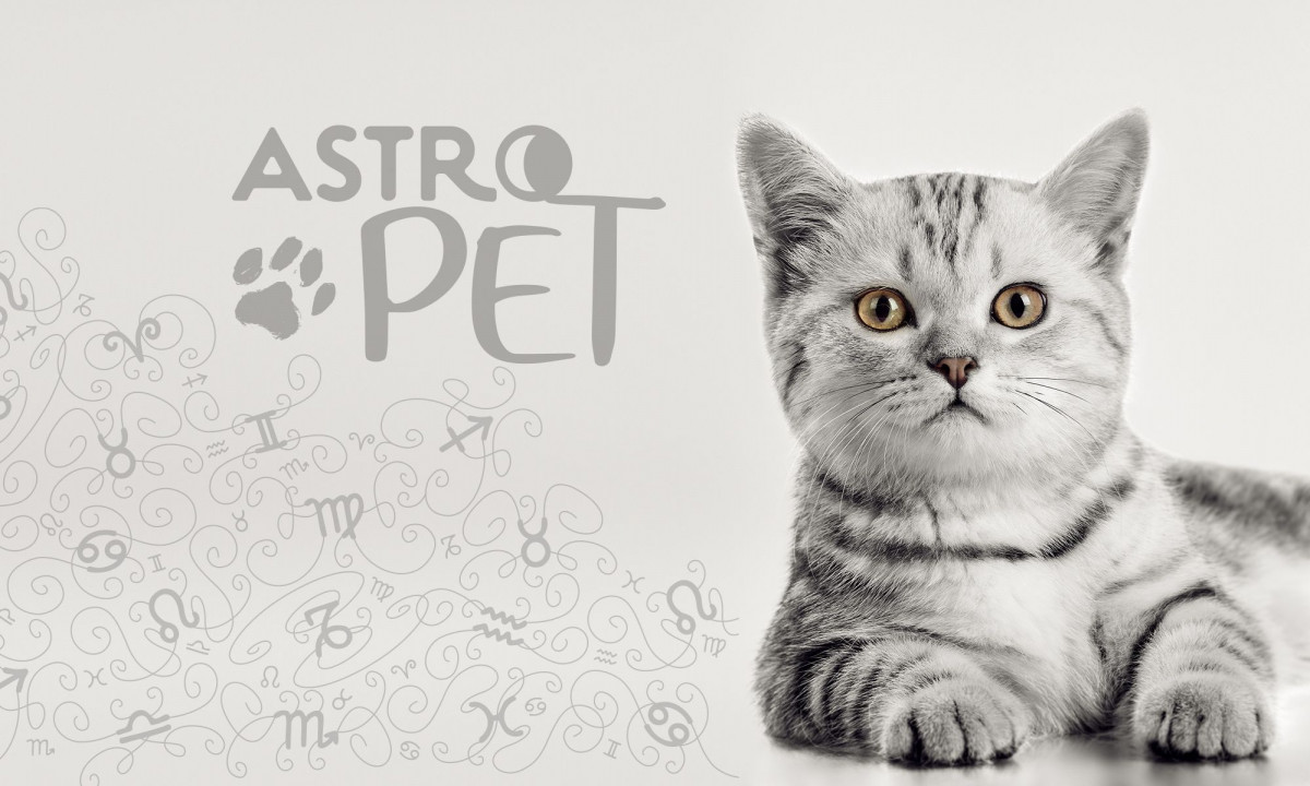AstroPet από 16/12 έως 22/12: Εβδομαδιαίες προβλέψεις για το κατοικίδιό σου