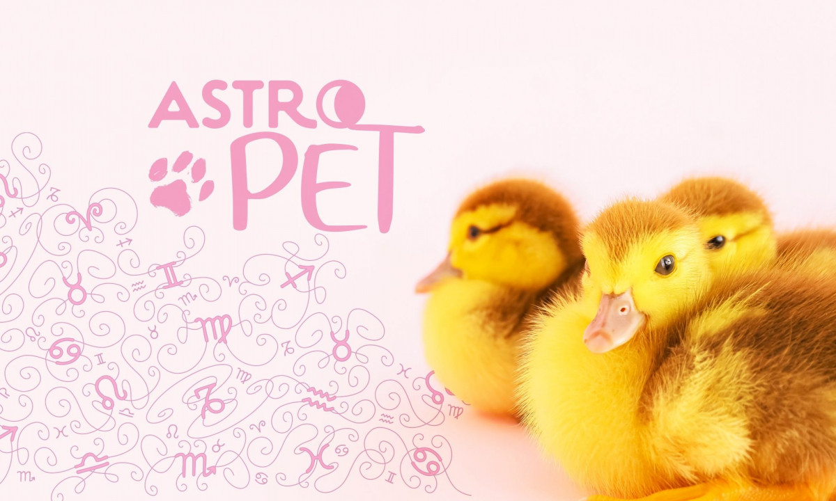 AstroPet από 23/12 έως 29/12: Εβδομαδιαίες προβλέψεις για το κατοικίδιό σου