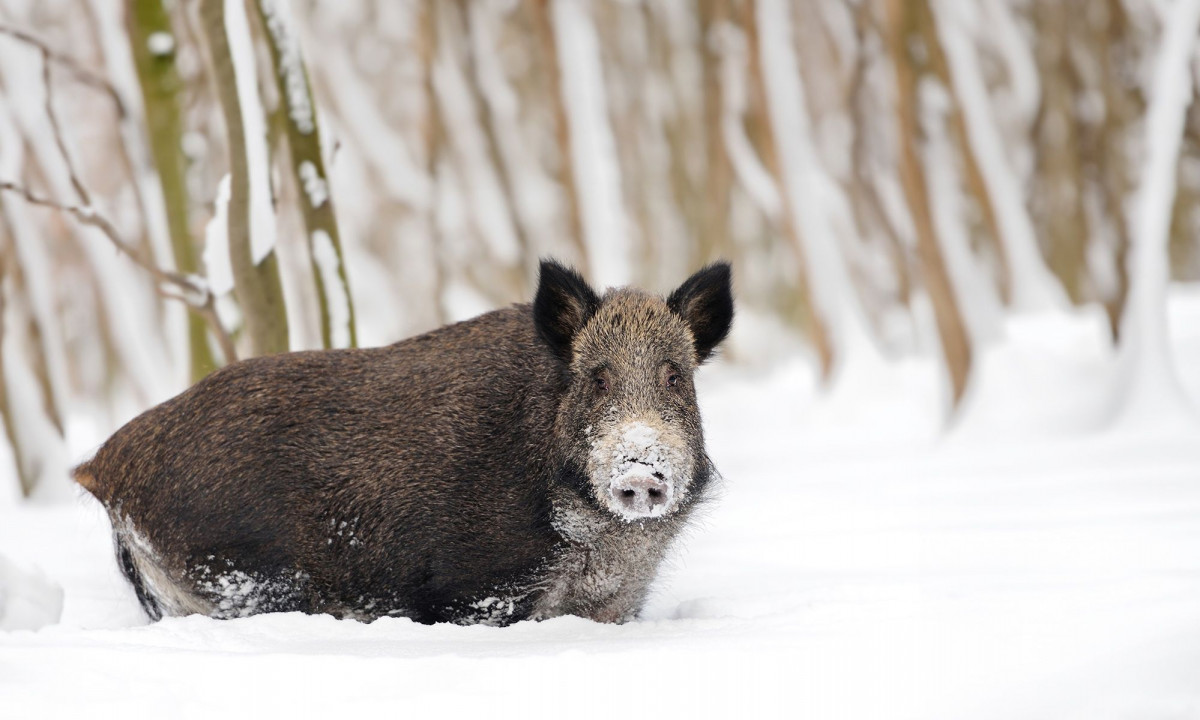 Διάβασε την προσωπική σου πρόβλεψη, για σήμερα 10/01/2026