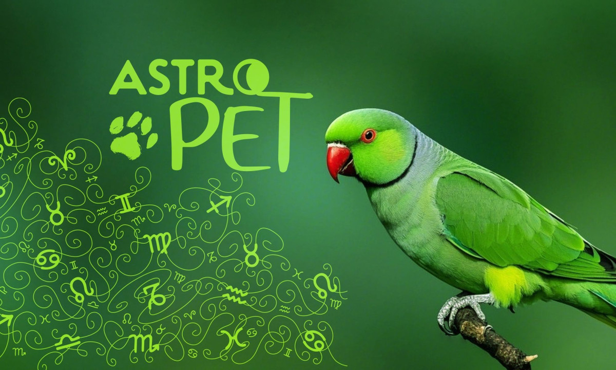 AstroPet από 17/02 έως 23/02: Εβδομαδιαίες προβλέψεις για το κατοικίδιό σου