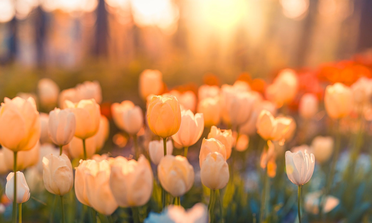 Διάβασε την προσωπική σου πρόβλεψη, για σήμερα 11/03/2026