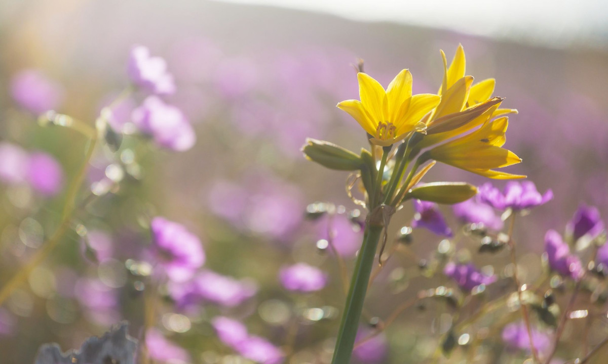 Διάβασε την προσωπική σου πρόβλεψη, για σήμερα 05/04/2026