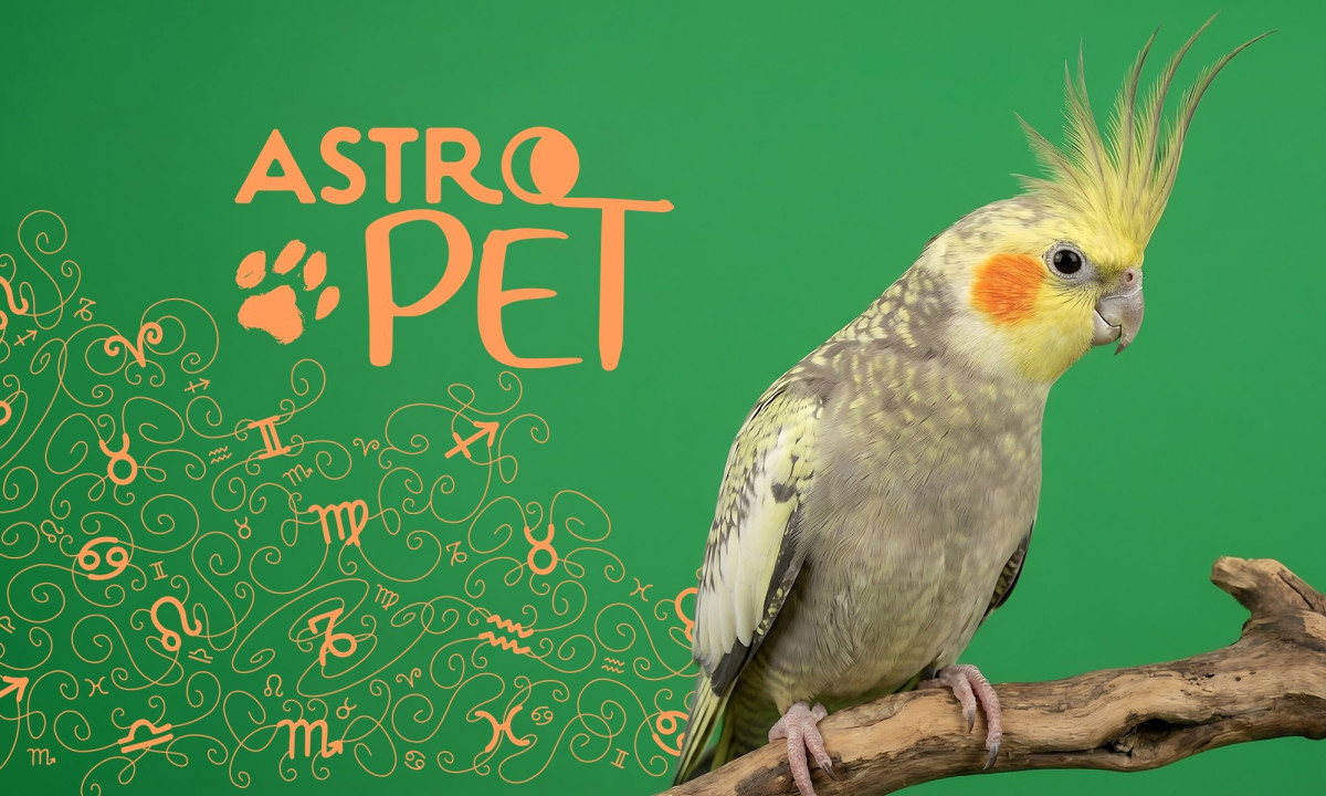 AstroPet από 16/06 έως 22/06: Εβδομαδιαίες προβλέψεις για το κατοικίδιό σου