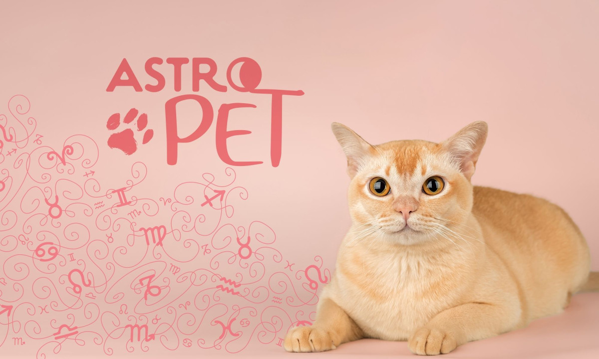 AstroPet από 23/06 έως 29/06: Εβδομαδιαίες προβλέψεις για το κατοικίδιό σου