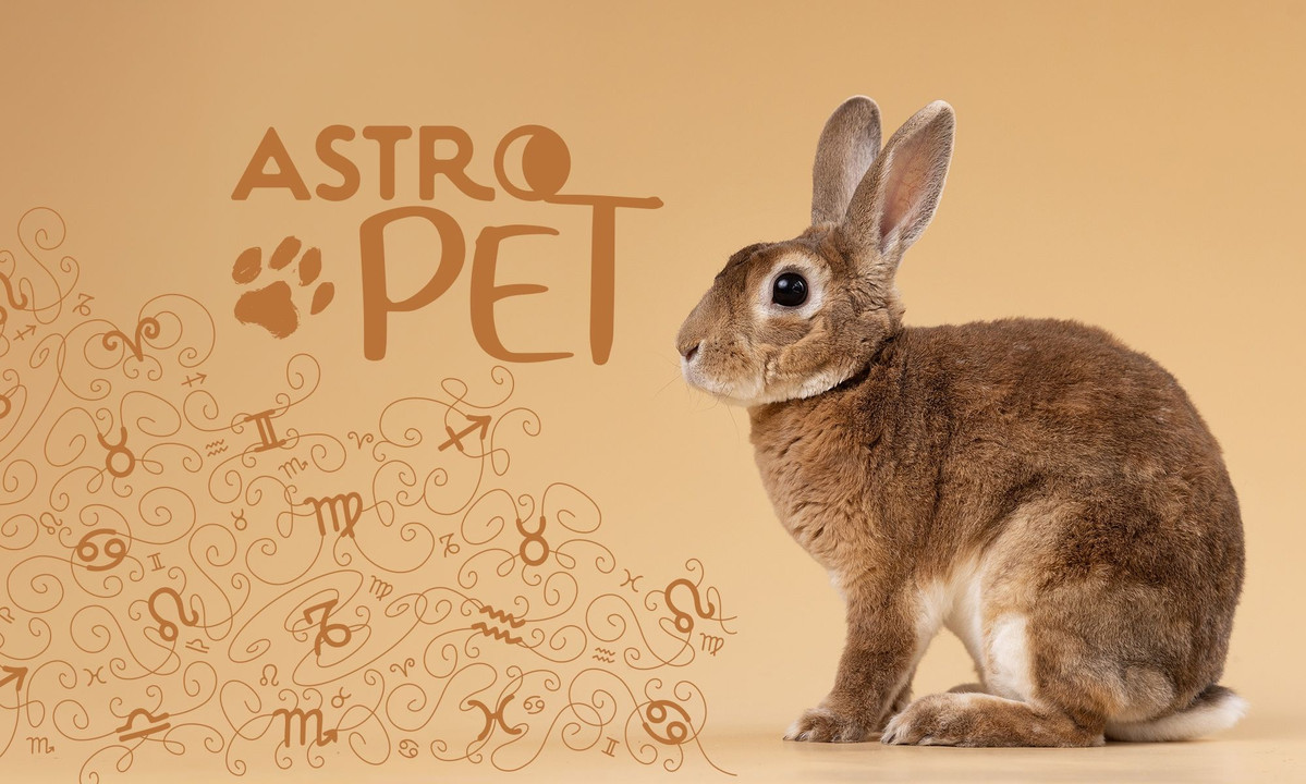 AstroPet από 11/08 έως 17/08: Εβδομαδιαίες προβλέψεις για το κατοικίδιό σου