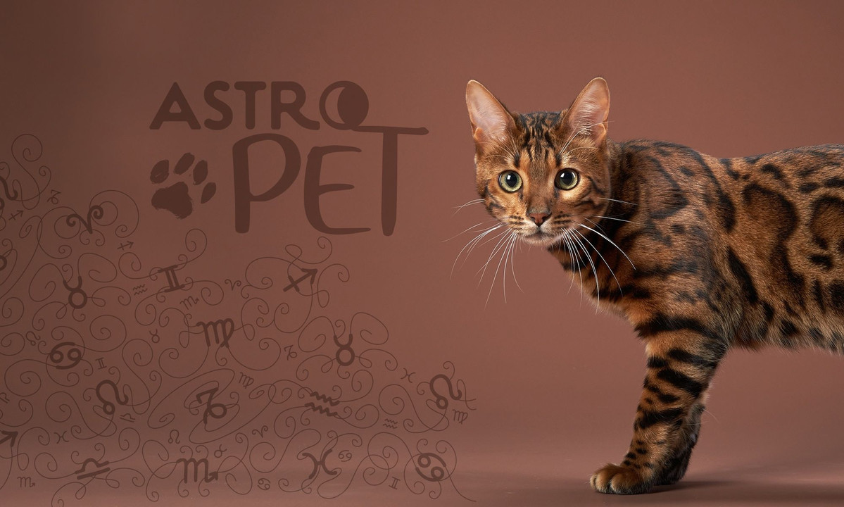 AstroPet από 27/10 έως 02/11: Εβδομαδιαίες προβλέψεις για το κατοικίδιό σου