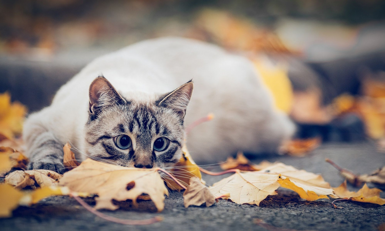 Διάβασε την προσωπική σου πρόβλεψη, για σήμερα 08/11/2025