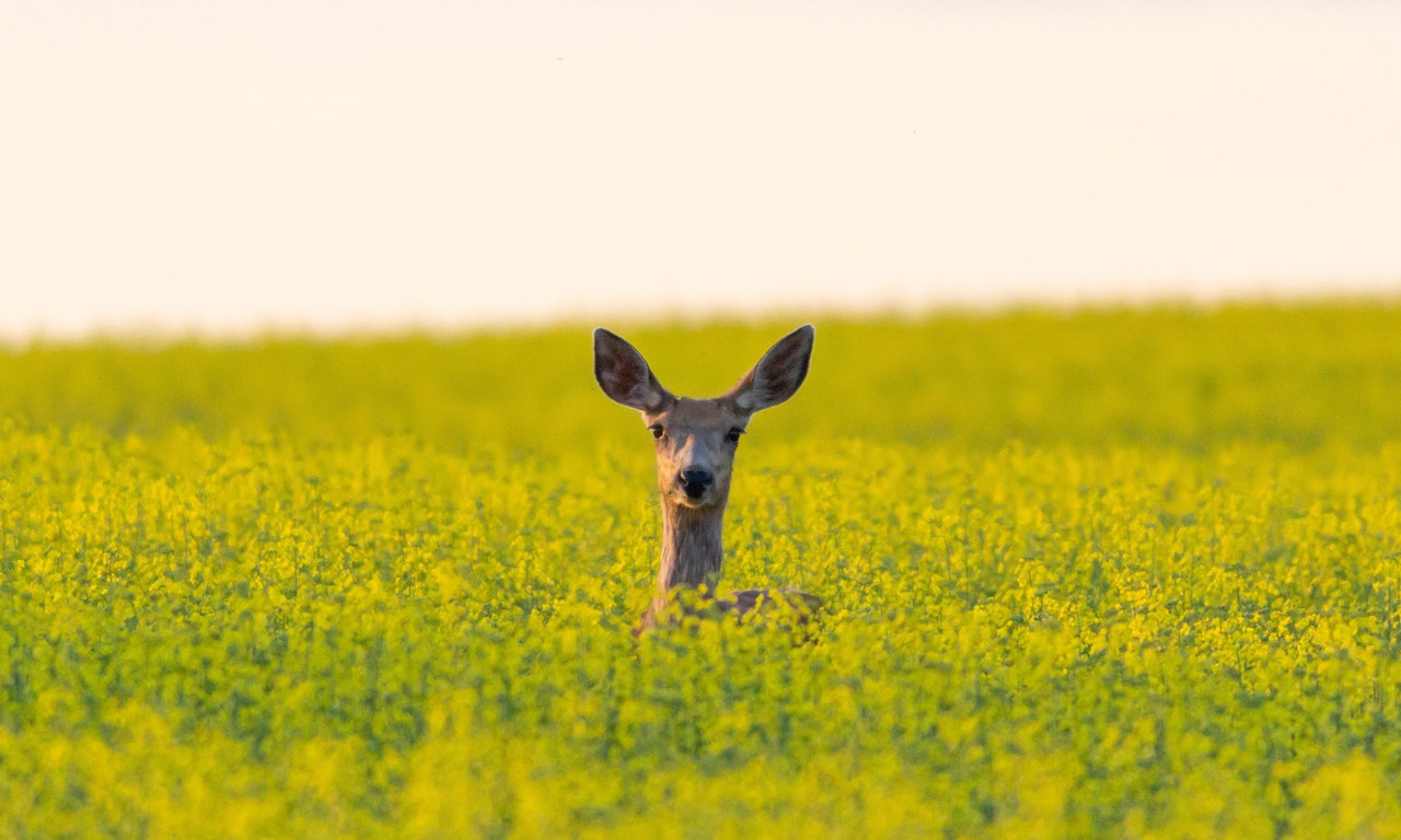 Διάβασε την προσωπική σου πρόβλεψη, για σήμερα 22/03/2026
