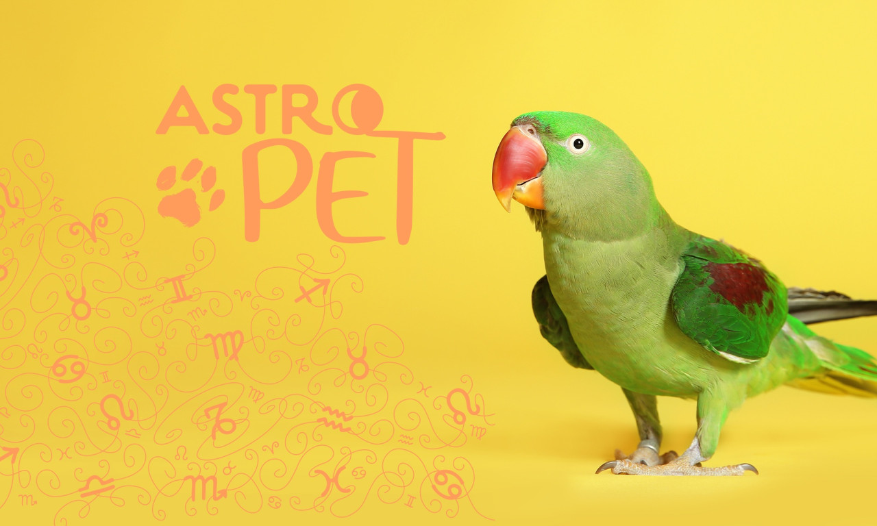 AstroPet από 17/03 έως 23/03: Εβδομαδιαίες προβλέψεις για το κατοικίδιό σου