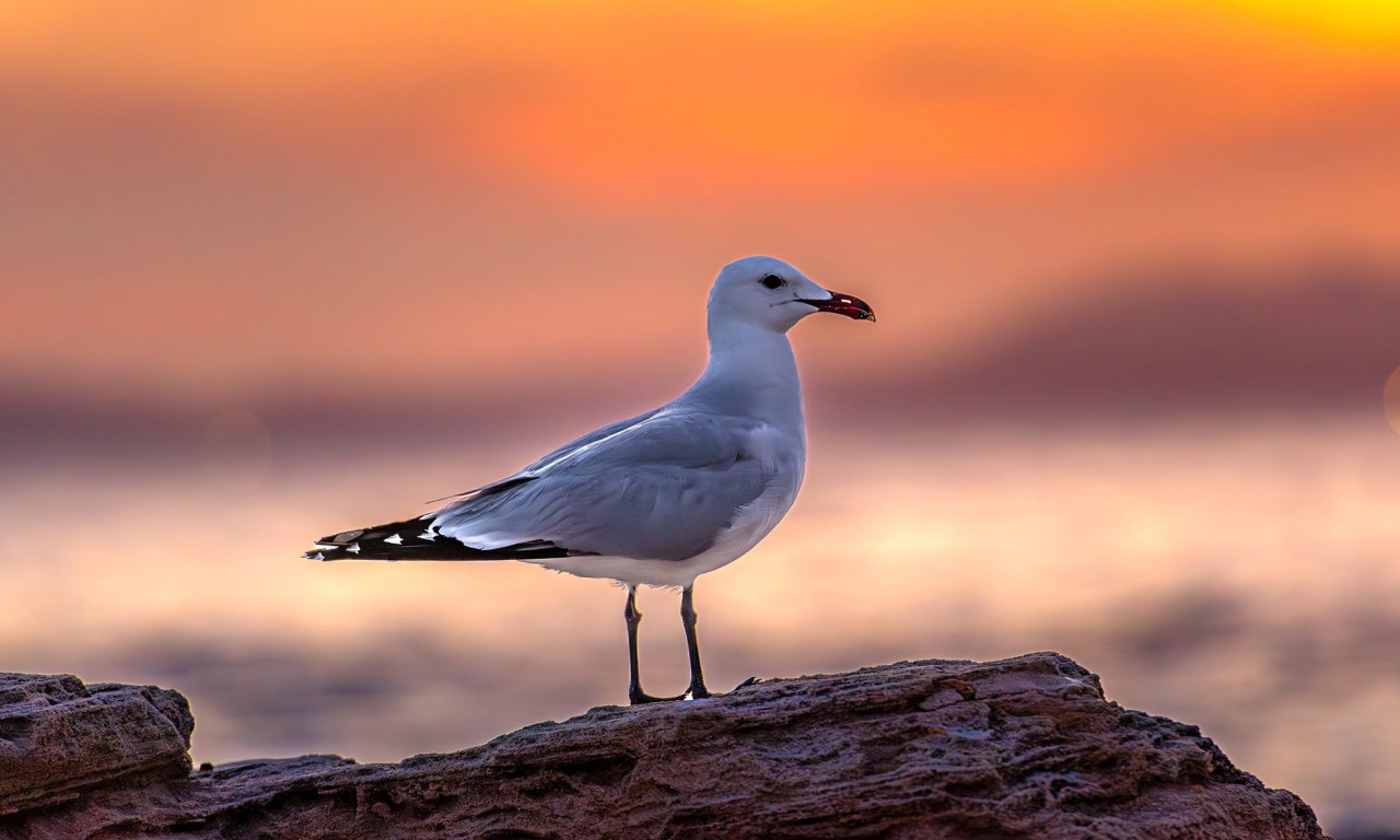 Διάβασε την προσωπική σου πρόβλεψη, για σήμερα 20/06/2026