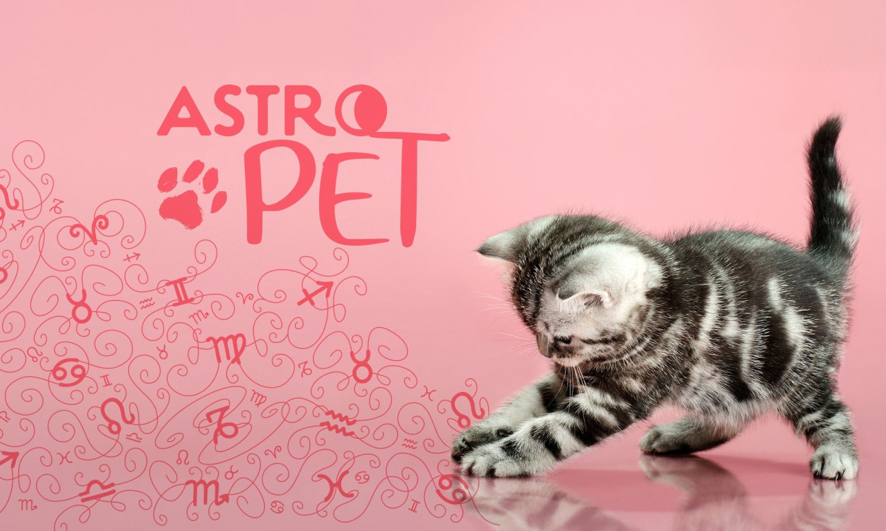 AstroPet από 07/07 έως 13/07: Εβδομαδιαίες προβλέψεις για το κατοικίδιό σου