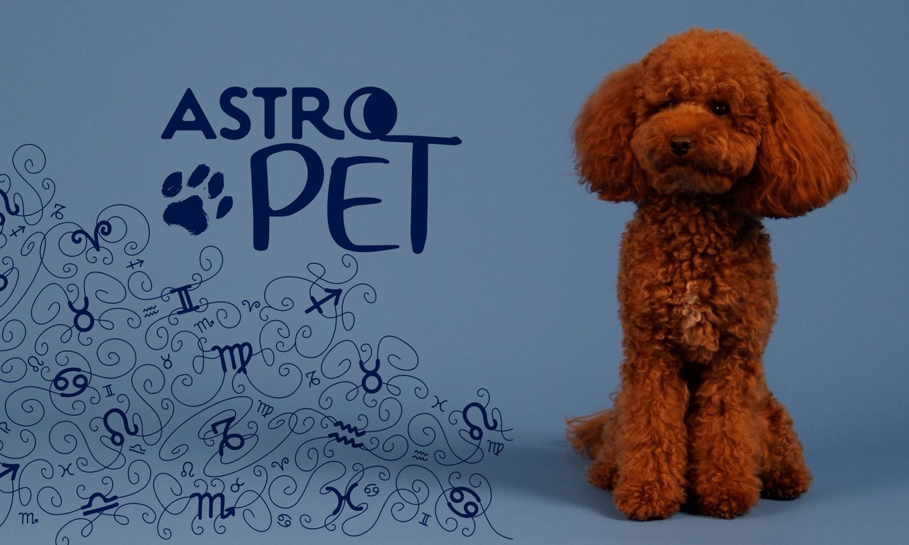 AstroPet από 13/10 έως 19/10: Εβδομαδιαίες προβλέψεις για το κατοικίδιό σου