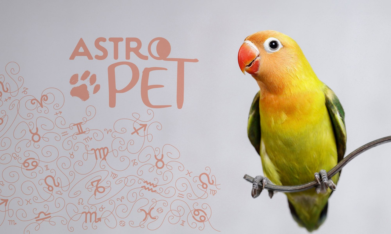 AstroPet από 20/10 έως 26/10: Εβδομαδιαίες προβλέψεις για το κατοικίδιό σου