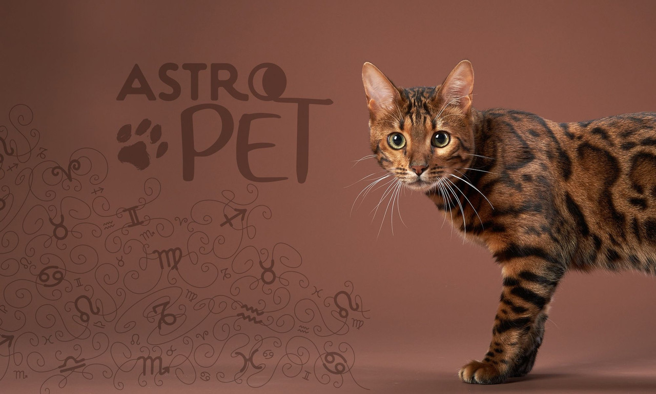AstroPet από 27/10 έως 02/11: Εβδομαδιαίες προβλέψεις για το κατοικίδιό σου