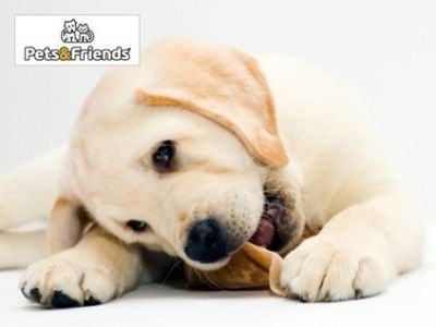 Μοναδικά αξεσουάρ και γευστικές λιχουδιές για τους μικρούς σας φίλους μόνο με 9€