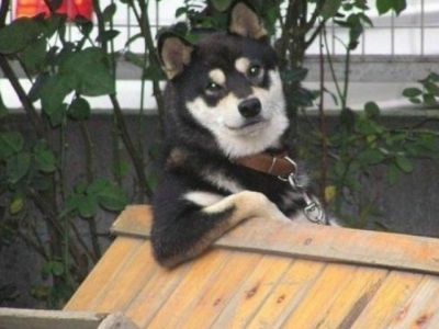 Όταν τα ζώα συμπεριφέρονται σαν άνθρωποι! (pics)