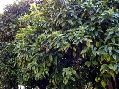 Εξαφάνισαν τα νεράντζια από το κέντρο της Αθήνας!