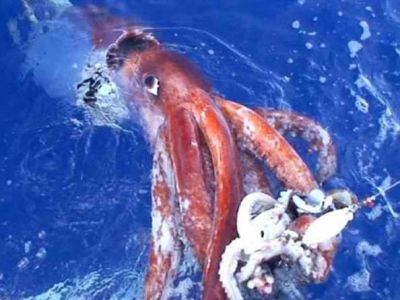 Σπάνια είδη από γιγάντια καλαμάρια στο Αιγαίο