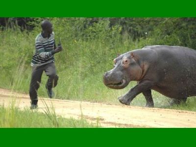Ιπποπόταμος επιτίθεται σε τουρίστες που κάνουν σαφάρι!