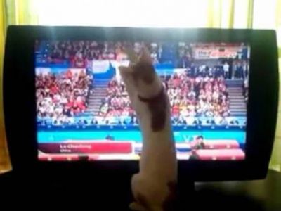 H γάτα που αγαπάει το τραμπολίνο