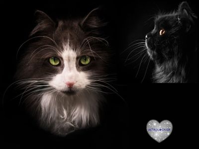 Αν το ζώδιο σου ήταν γάτα, τι ράτσα θα ήταν και γιατί;