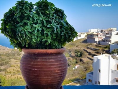 Ονειροκρίτης: Είδες στο όνειρό σου βασιλικό;