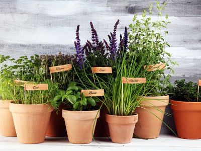 5 βότανα με φαρμακευτικές ιδιότητες & πώς να τα χρησιμοποιήσετε (βίντεο)