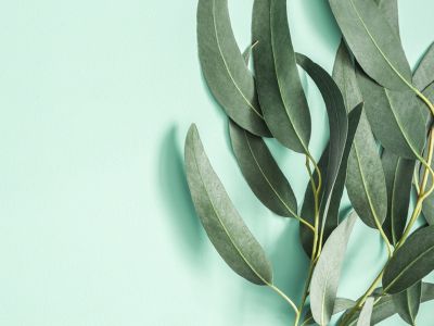 Φύλλα Ευκαλύπτου: Τα σημαντικά οφέλη τους για την υγεία (εικόνες)