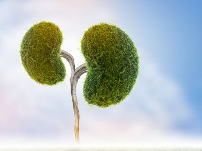 Πέτρες στα νεφρά: Πώς θα αποφύγετε τον σχηματισμό τους (εικόνες)