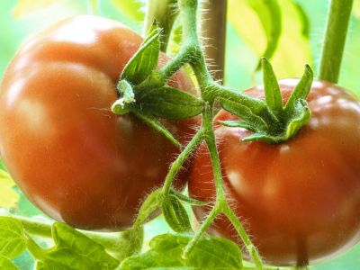 Ντομάτα: Θερμίδες + 7 σημαντικά οφέλη για την υγεία (εικόνες)