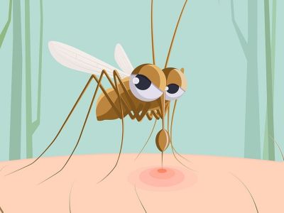 Τα φυτά που διώχνουν τα κουνούπια (εικόνες)