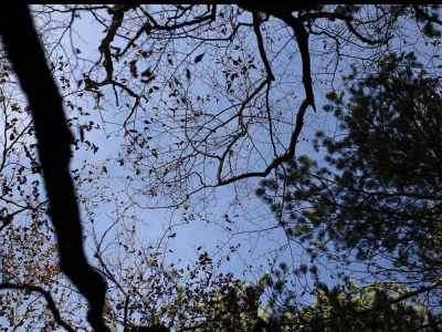 Περιπέτεια 19 εκδρομέων - Χάθηκαν σε δασική περιοχή της Νάουσας