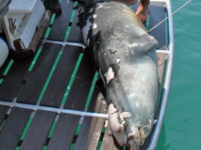 Αλόννησος: Προανακριτική εξέταση για τον θάνατο του «Κωστή»