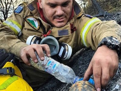 Αχαΐα: Ο πυροσβέστης που έγινε viral - Η φωτογραφία με τη χελώνα μέσα στην πυρκαγιά