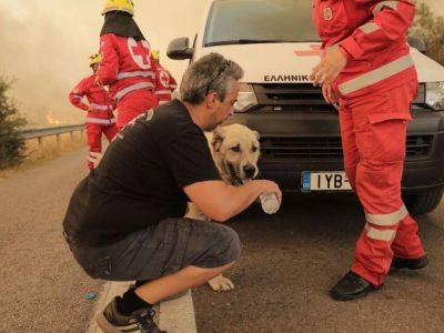 Πυρκαγιά Βαρυμπόμπη: Άνθρωποι σώζουν άλογα και σκυλιά - Εικόνες ελπίδας μέσα στον πύρινο εφιάλτη