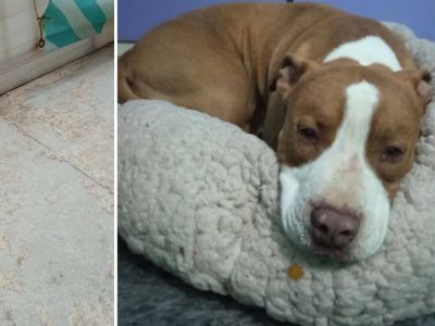 Πυροβολισμός πιτ μπουλ στο Γαλάτσι: Το μυστήριο και οι διαφορετικές καταθέσεις