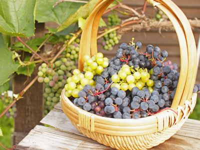 Σταφύλια: Τα μοναδικά οφέλη τους για την υγεία (εικόνες)