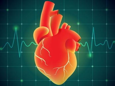 Βαλβίδες καρδιάς: Σημάδια ότι δεν λειτουργούν φυσιολογικά (εικόνες)
