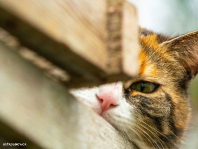 Αυτά τα ζώδια δεν αφήνουν τίποτα στην τύχη