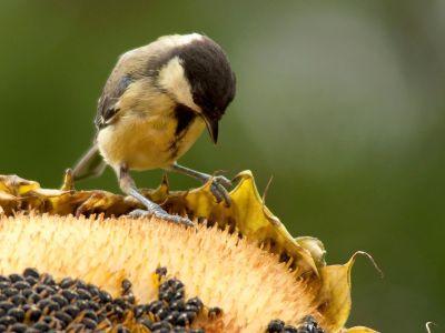 Διάβασε την προσωπική σου πρόβλεψη, για σήμερα 06/09/2025