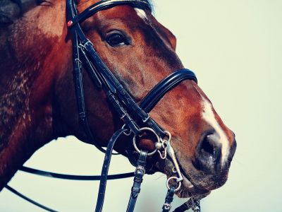 Ονειροκρίτης: Είδες στο όνειρό σου άλογο; Δες τι σημαίνει και ποιο μήνυμα κρύβει