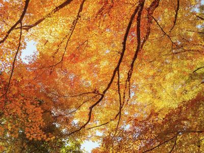 Διάβασε την προσωπική σου πρόβλεψη, για σήμερα 11/10/2025